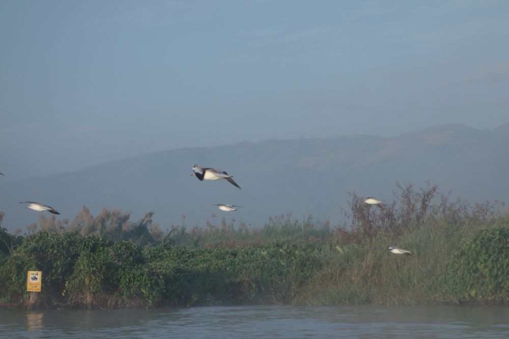 oiseaux sur lac